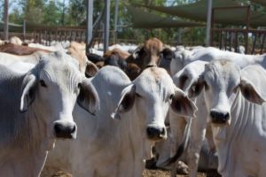 Doenças infecciosas comprometem desempenho dos bovinos e aumentam custos de produção